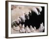 Skull and Teeth of Hyena-null-Framed Photographic Print