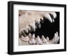 Skull and Teeth of Hyena-null-Framed Photographic Print