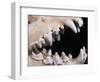 Skull and Teeth of Hyena-null-Framed Photographic Print