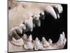 Skull and Teeth of Hyena-null-Mounted Photographic Print