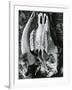 Skull, Bones, c. 1970-Brett Weston-Framed Photographic Print