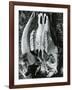 Skull, Bones, c. 1970-Brett Weston-Framed Photographic Print