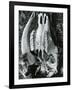 Skull, Bones, c. 1970-Brett Weston-Framed Photographic Print