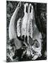 Skull, Bones, c. 1970-Brett Weston-Mounted Photographic Print