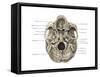 Skull (Inferior View)-Evan Oto-Framed Stretched Canvas