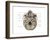 Skull (Inferior View)-Evan Oto-Framed Art Print