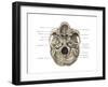 Skull (Inferior View)-Evan Oto-Framed Art Print