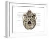 Skull (Inferior View)-Evan Oto-Framed Art Print