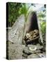 Skull Island, Village Stores Skulls of Chiefs and Enemies, Roviana Lagoon, Soloman Islands-Louise Murray-Stretched Canvas