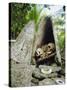 Skull Island, Village Stores Skulls of Chiefs and Enemies, Roviana Lagoon, Soloman Islands-Louise Murray-Stretched Canvas