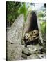 Skull Island, Village Stores Skulls of Chiefs and Enemies, Roviana Lagoon, Soloman Islands-Louise Murray-Stretched Canvas