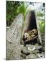 Skull Island, Village Stores Skulls of Chiefs and Enemies, Roviana Lagoon, Soloman Islands-Louise Murray-Mounted Photographic Print