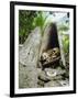 Skull Island, Village Stores Skulls of Chiefs and Enemies, Roviana Lagoon, Soloman Islands-Louise Murray-Framed Photographic Print