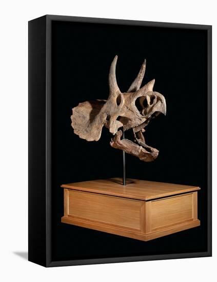 Skull of a Triceratops, Hell Creek Formation, Montana, Usa, from the Maastrichtian, Late Cretaceous-null-Framed Stretched Canvas