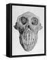 Skull of an Ape-null-Framed Stretched Canvas