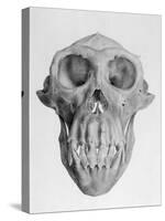 Skull of an Ape-null-Stretched Canvas