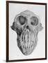 Skull of an Ape-null-Framed Art Print