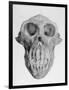 Skull of an Ape-null-Framed Art Print