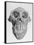 Skull of an Ape-null-Framed Stretched Canvas