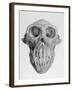 Skull of an Ape-null-Framed Art Print