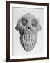 Skull of an Ape-null-Framed Art Print