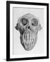 Skull of an Ape-null-Framed Art Print