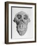 Skull of an Ape-null-Framed Art Print