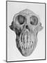 Skull of an Ape-null-Mounted Art Print