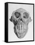 Skull of an Ape-null-Framed Stretched Canvas