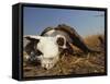 Skull of Cape Buffalo, Kruger National Park, South Africa, Africa-Paul Allen-Framed Stretched Canvas