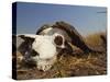 Skull of Cape Buffalo, Kruger National Park, South Africa, Africa-Paul Allen-Stretched Canvas