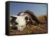 Skull of Cape Buffalo, Kruger National Park, South Africa, Africa-Paul Allen-Framed Stretched Canvas