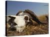 Skull of Cape Buffalo, Kruger National Park, South Africa, Africa-Paul Allen-Stretched Canvas