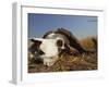 Skull of Cape Buffalo, Kruger National Park, South Africa, Africa-Paul Allen-Framed Photographic Print