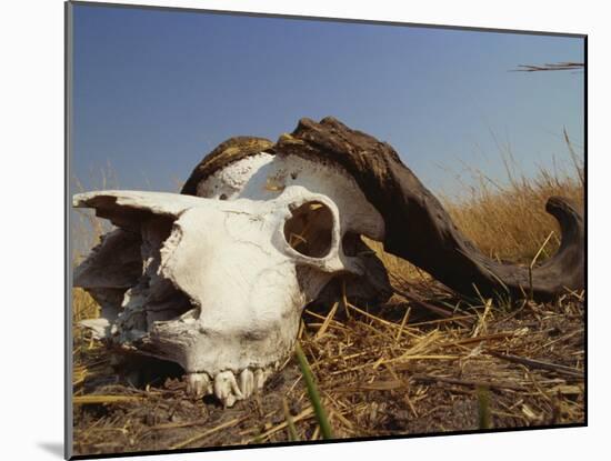 Skull of Cape Buffalo, Kruger National Park, South Africa, Africa-Paul Allen-Mounted Photographic Print