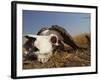 Skull of Cape Buffalo, Kruger National Park, South Africa, Africa-Paul Allen-Framed Photographic Print