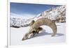 Skull of male Urial sheep on snow covered slope. Himalayas near Ulley, Ladakh, India-Nick Garbutt-Framed Photographic Print