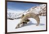 Skull of male Urial sheep on snow covered slope. Himalayas near Ulley, Ladakh, India-Nick Garbutt-Framed Photographic Print