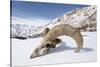 Skull of male Urial sheep on snow covered slope. Himalayas near Ulley, Ladakh, India-Nick Garbutt-Stretched Canvas