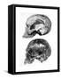 Skull of Piltdown Man (Eanothropus Daswon), 1912-null-Framed Stretched Canvas