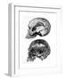 Skull of Piltdown Man (Eanothropus Daswon), 1912-null-Framed Giclee Print