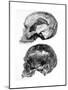 Skull of Piltdown Man (Eanothropus Daswon), 1912-null-Mounted Giclee Print