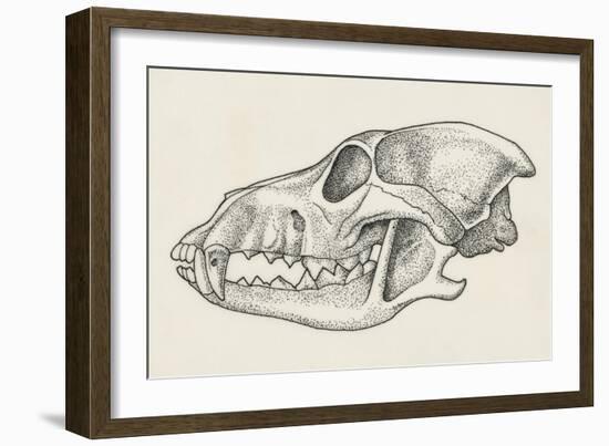 Skull of Wolf (Canis Lupus), Drawing-null-Framed Giclee Print