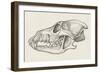 Skull of Wolf (Canis Lupus), Drawing-null-Framed Giclee Print