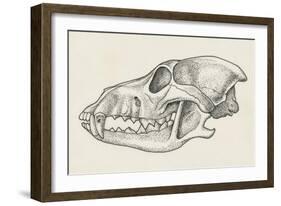 Skull of Wolf (Canis Lupus), Drawing-null-Framed Giclee Print