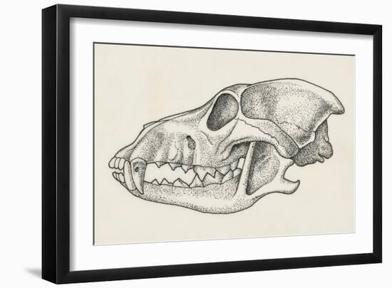 Skull of Wolf (Canis Lupus), Drawing-null-Framed Giclee Print