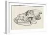 Skull of Wolf (Canis Lupus), Drawing-null-Framed Giclee Print