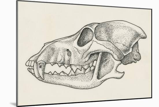 Skull of Wolf (Canis Lupus), Drawing-null-Mounted Giclee Print