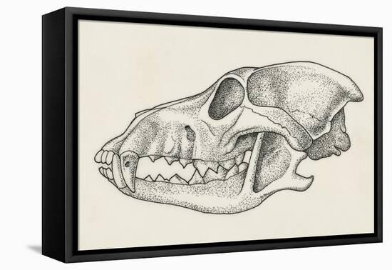 Skull of Wolf (Canis Lupus), Drawing-null-Framed Stretched Canvas