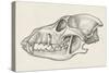 Skull of Wolf (Canis Lupus), Drawing-null-Stretched Canvas